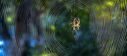 Spin-in-web iStock-517572088.jpg
